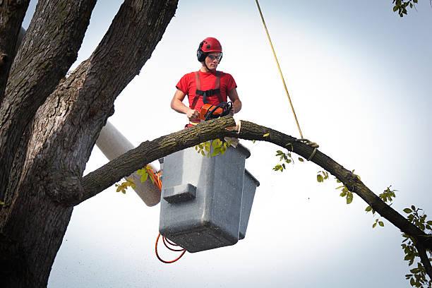 Best Local Tree Services  in Clayton, AL